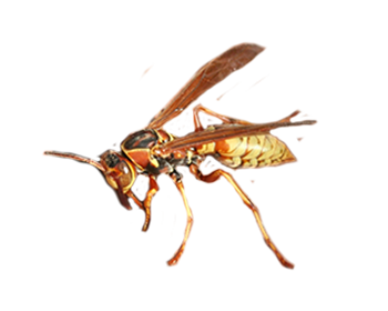 Golden Paper Wasp