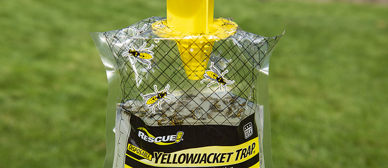 One day's catch in the Disposable Yellowjacket Trap