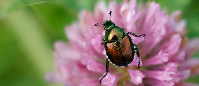 What do Japanese Beetles do to your yard?