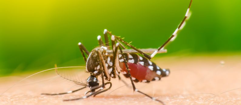 The Three Ds of Mosquito Control