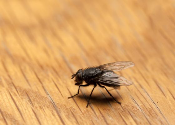 What are house flies?