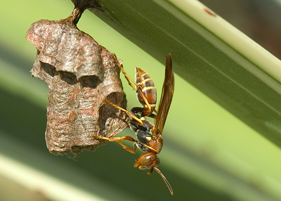 Paper Wasp