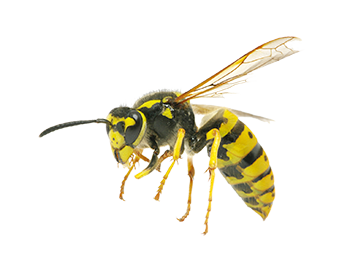 Common Yellowjacket - Rescue