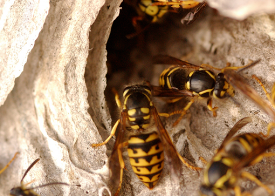 Yellowjackets