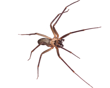 Brown Recluse Spiders