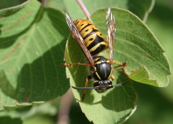 What are yellowjackets?