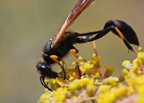 Mud Daubers