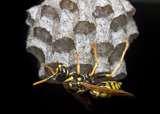 European Paper Wasp