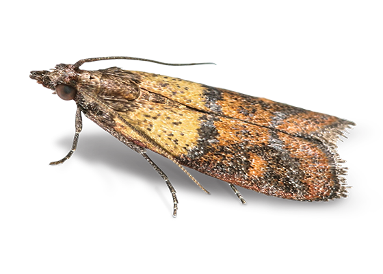 Indian Meal Moth