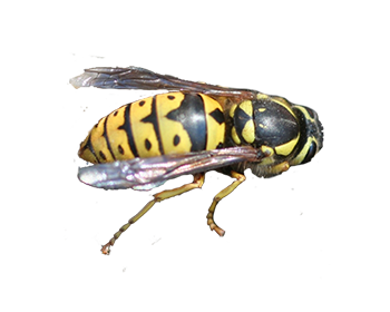 Western Yellowjacket