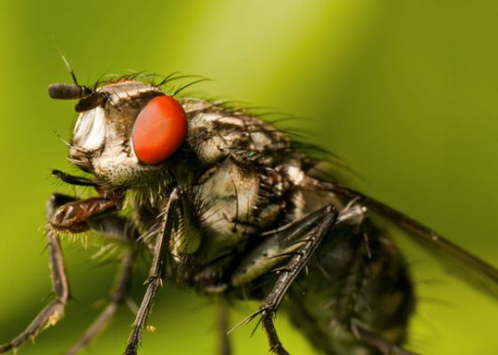 Flesh Fly