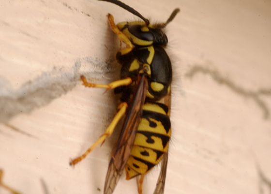 What are yellowjackets?