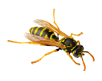 European Paper Wasp