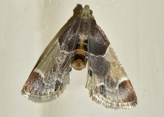 Pantry & Birdseed Moths