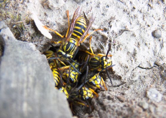 Southern Yellowjacket - Rescue