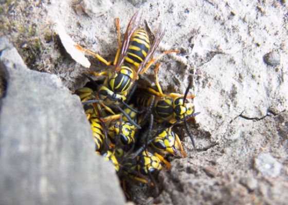 Southern Yellowjacket