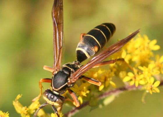 Paper Wasp