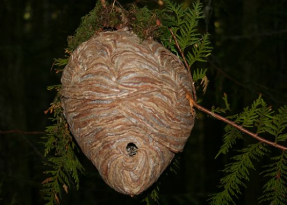 Bald-faced Hornets