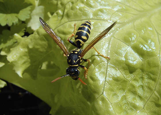 European Paper Wasp