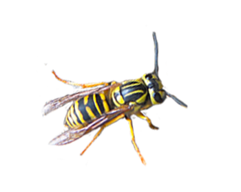 Southern Yellowjacket