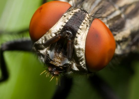 What are flesh flies?