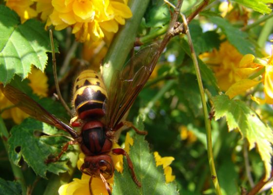 European Hornets