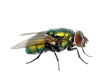 Green Bottle Fly