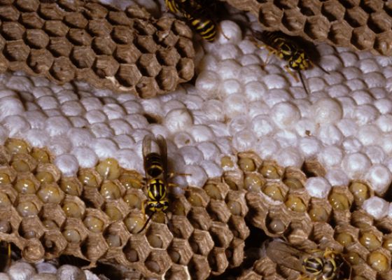 Southern Yellowjacket