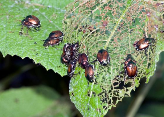 Image result for japanese beetle