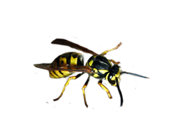 German Yellowjacket