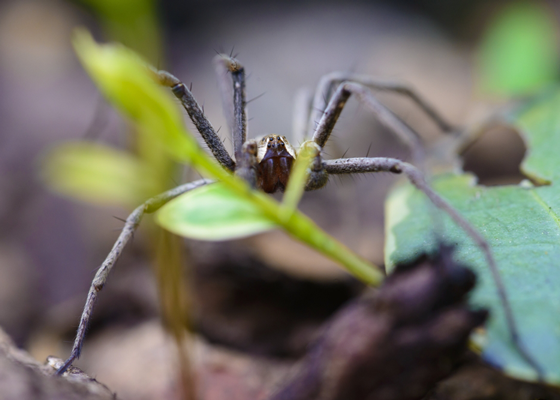 Brown Recluse Spiders