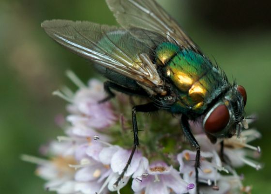 Green Bottle Fly