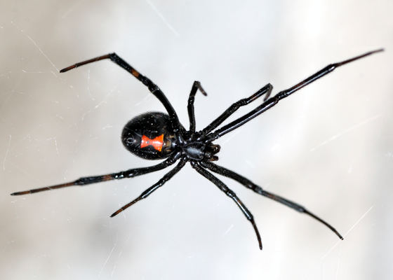 What are black widow spiders?