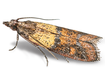 Indian Meal Moth