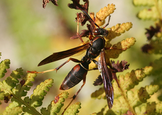 Paper Wasp