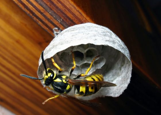 German Yellowjacket