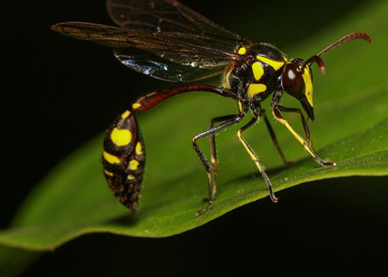 Mud Daubers