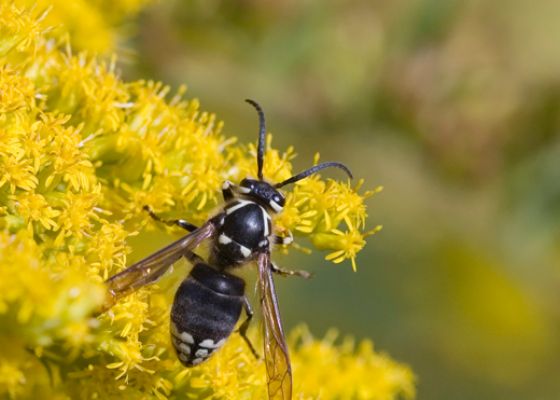 Bald-faced Hornets