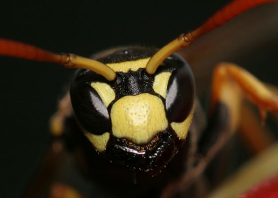 Wasps