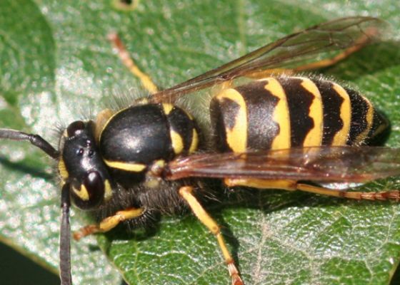 Common Yellowjacket