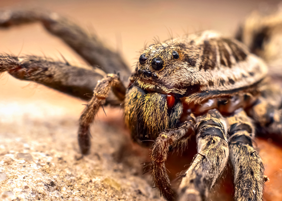 Wolf Spiders