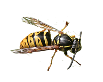 Aerial Yellowjacket