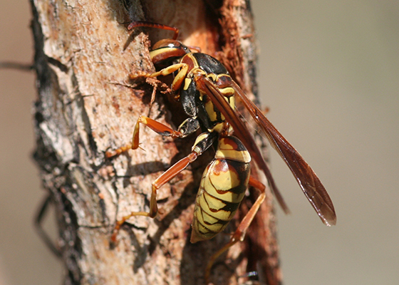 Golden Paper Wasp