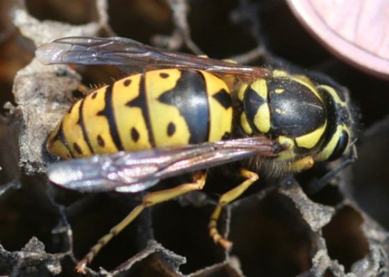 Western Yellowjacket