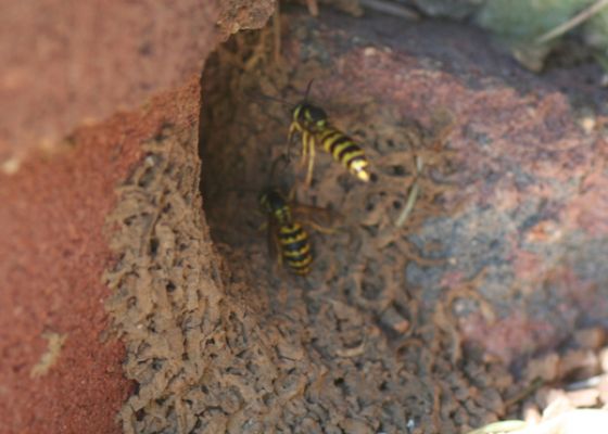 Western Yellowjacket