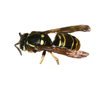 Northeastern Yellowjacket