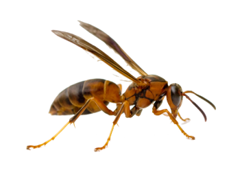 Paper Wasp