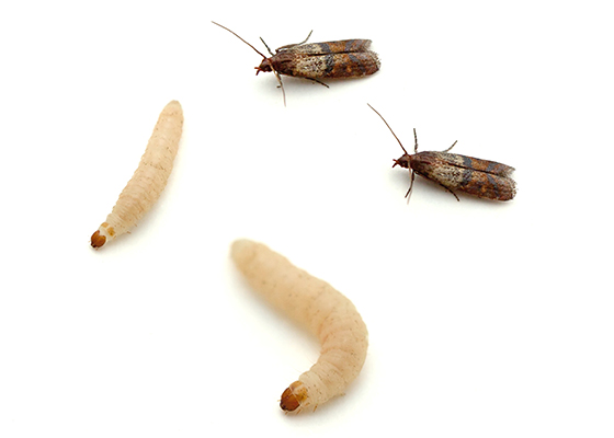Birdseed & Pantry Moths