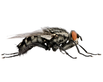 Flesh Fly