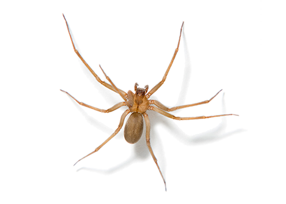 Brown Recluse Spiders